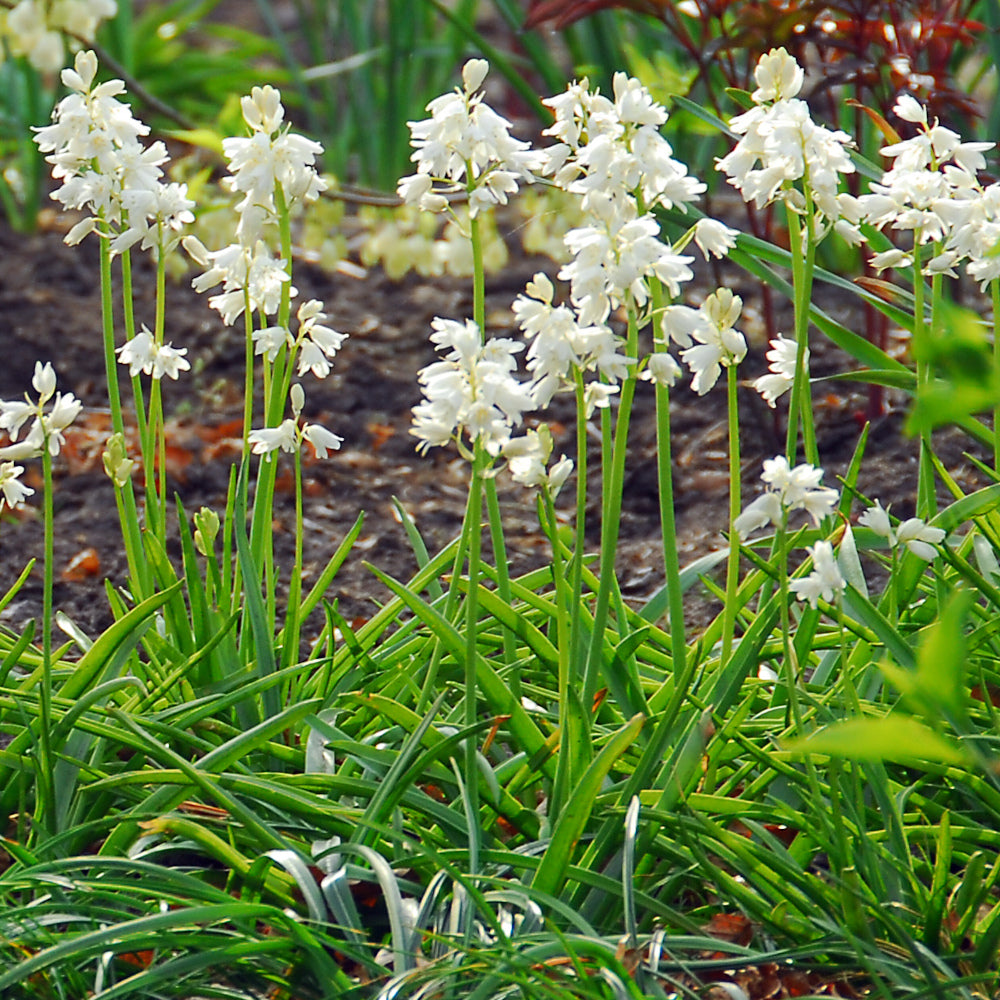 Hyacinthoides hispanica f. alba, Jacinthe d'Espagne