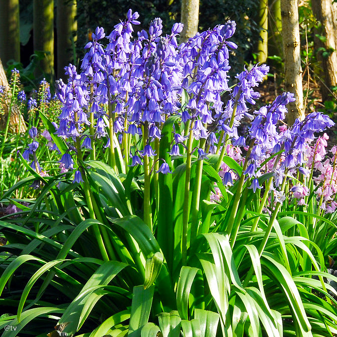 Hyacinthoides hispanica Excelsior, Jacinthe d'Espagne