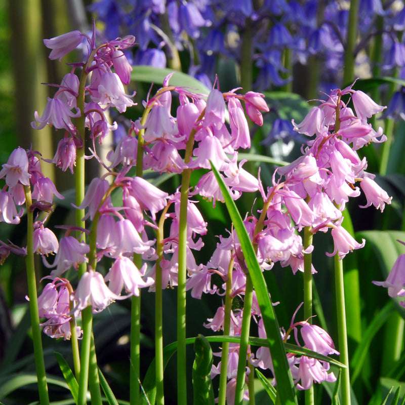Hyacinthoides hispanica f. rosea, Jacinthe d'Espagne