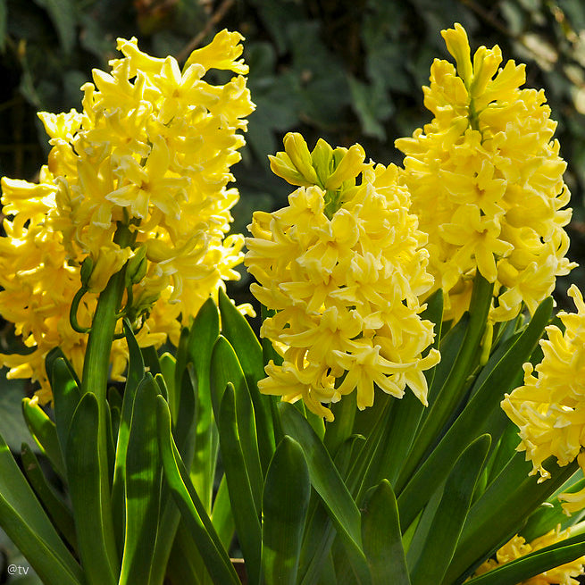 Hyacinthus Gipsy Princess, Jacinthe Jaune