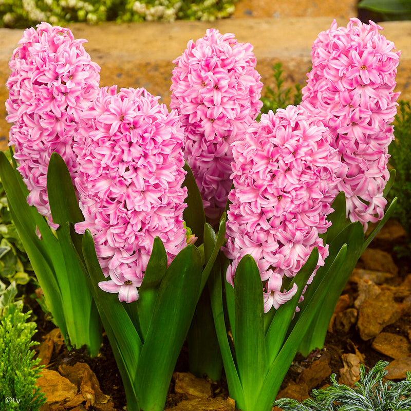 Hyacinthus Pink Pearl, Jacinthe Rose