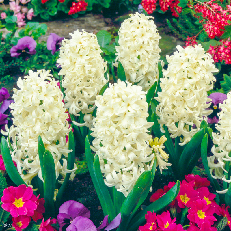 Hyacinthus White Pearl. white, Jacinthe