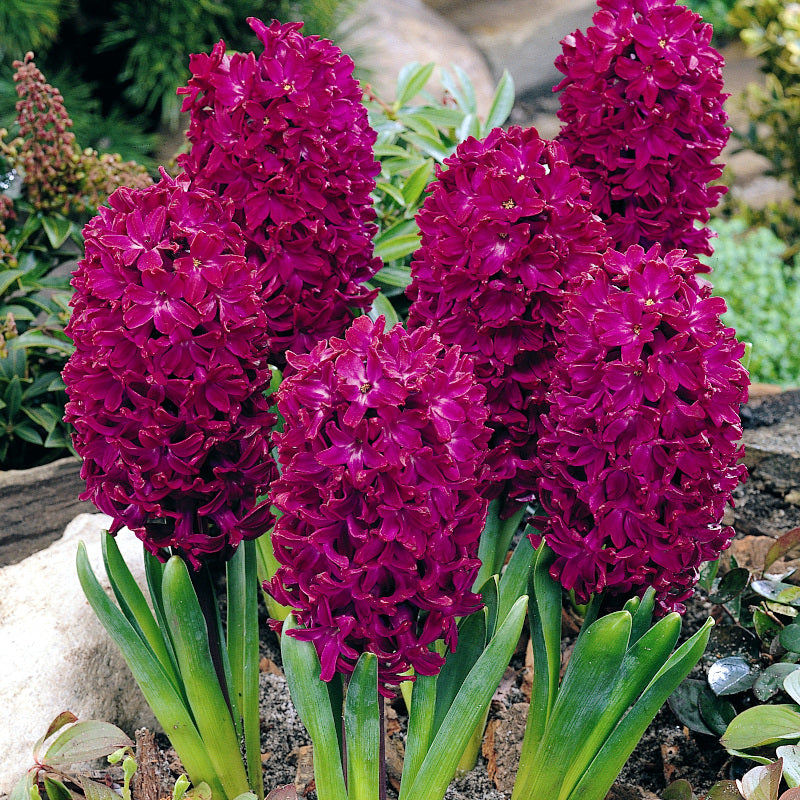 Hyacinthus Woodstock, Jacinthe Violet