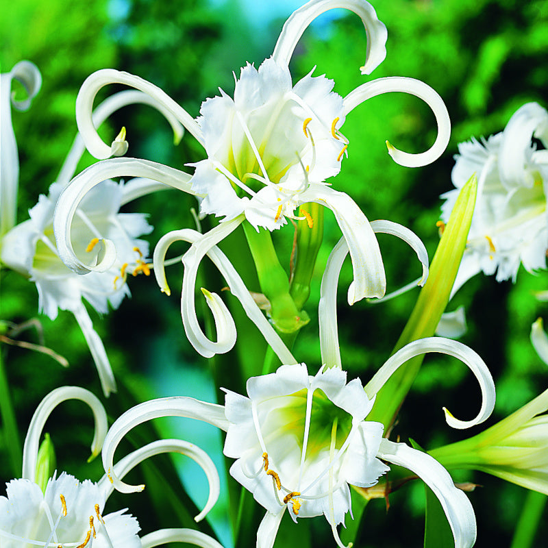 Hymenocallis festalis Zwanenburg