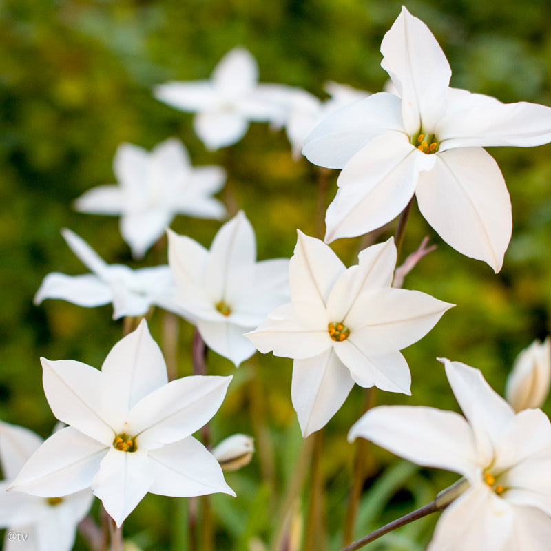 Ipheion Alberto Castillo, Etoile de printemps