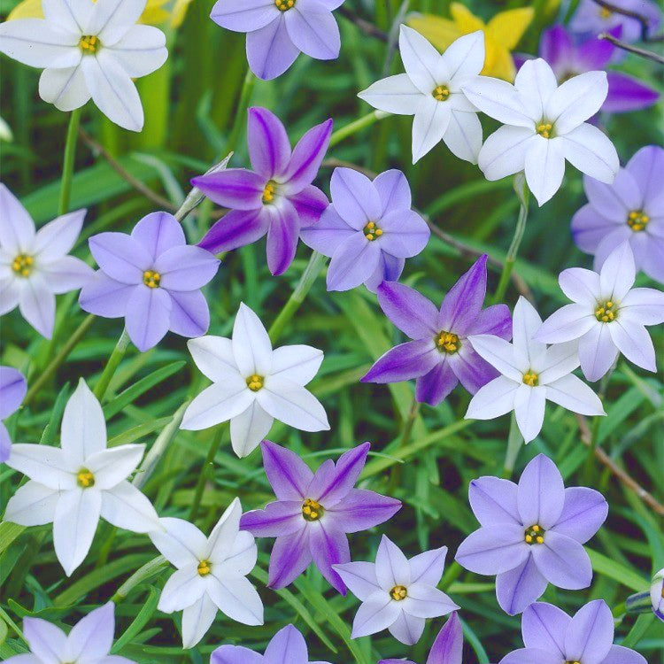 Ipheion Mélange, Etoile de printemps