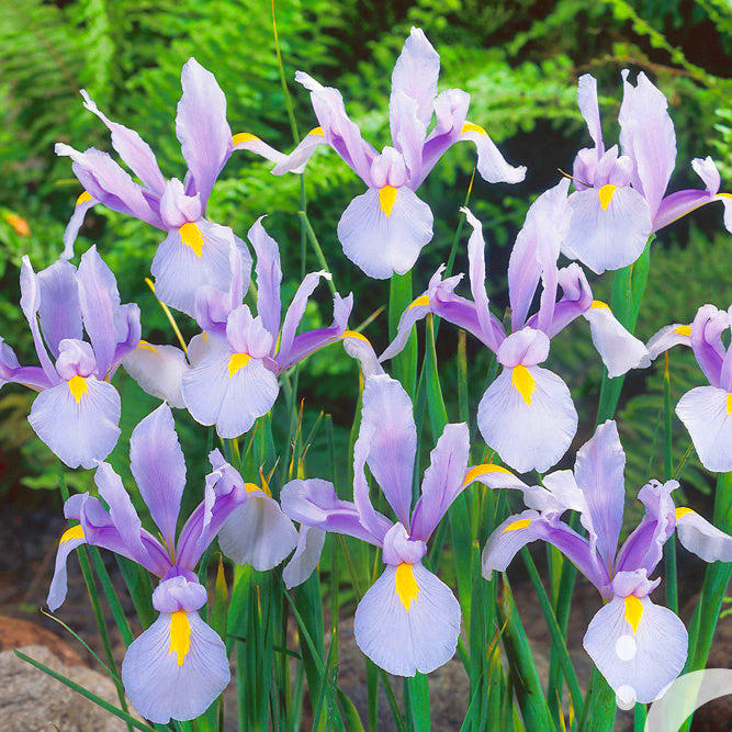 Iris hollandica Carmen, Iris de Hollande