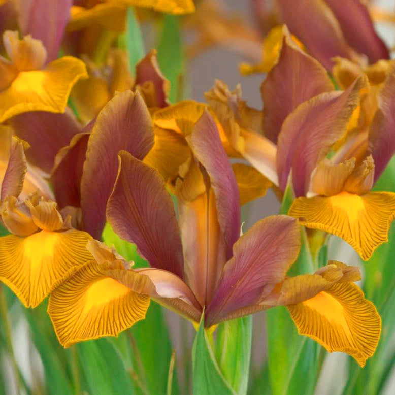 Iris hollandica Lion King, Iris de Hollande