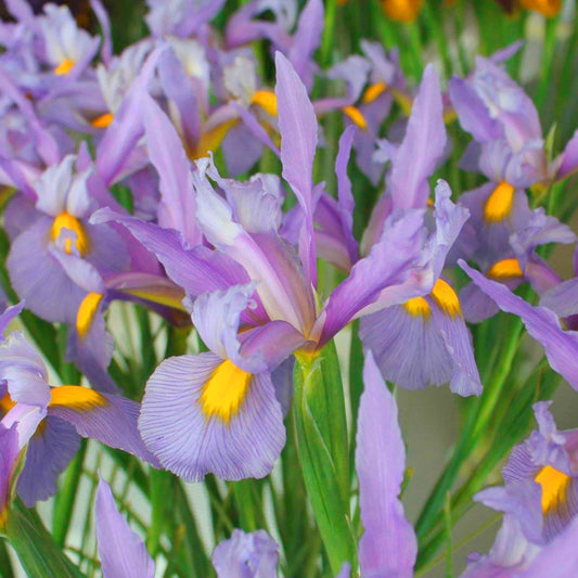 Iris hollandica Panther, Iris de Hollande