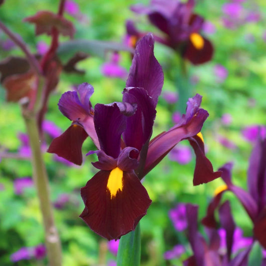 Iris hollandica Red Ember, Iris de Hollande
