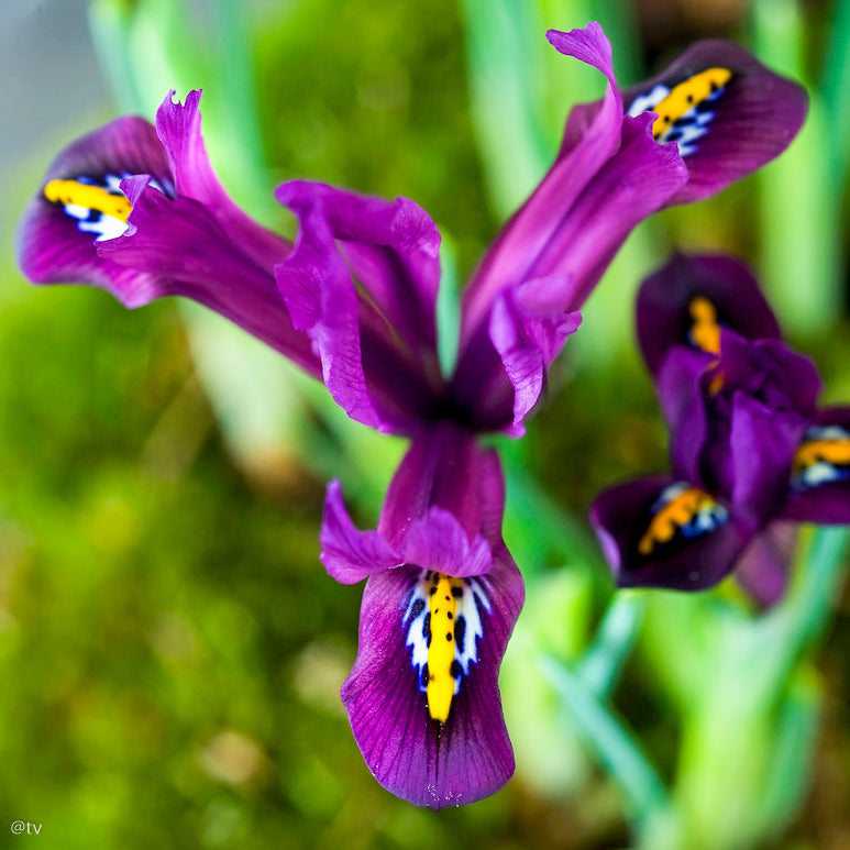 Iris reticulata Pauline, Iris nain