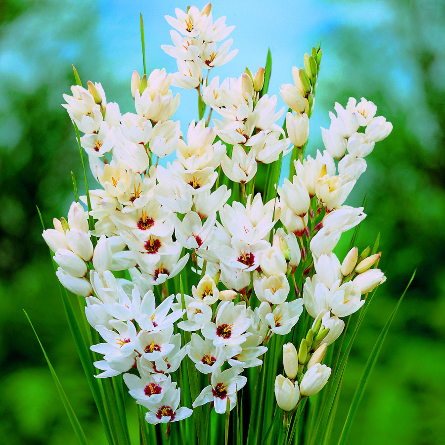 Ixia Hogarth, Lis des Blés