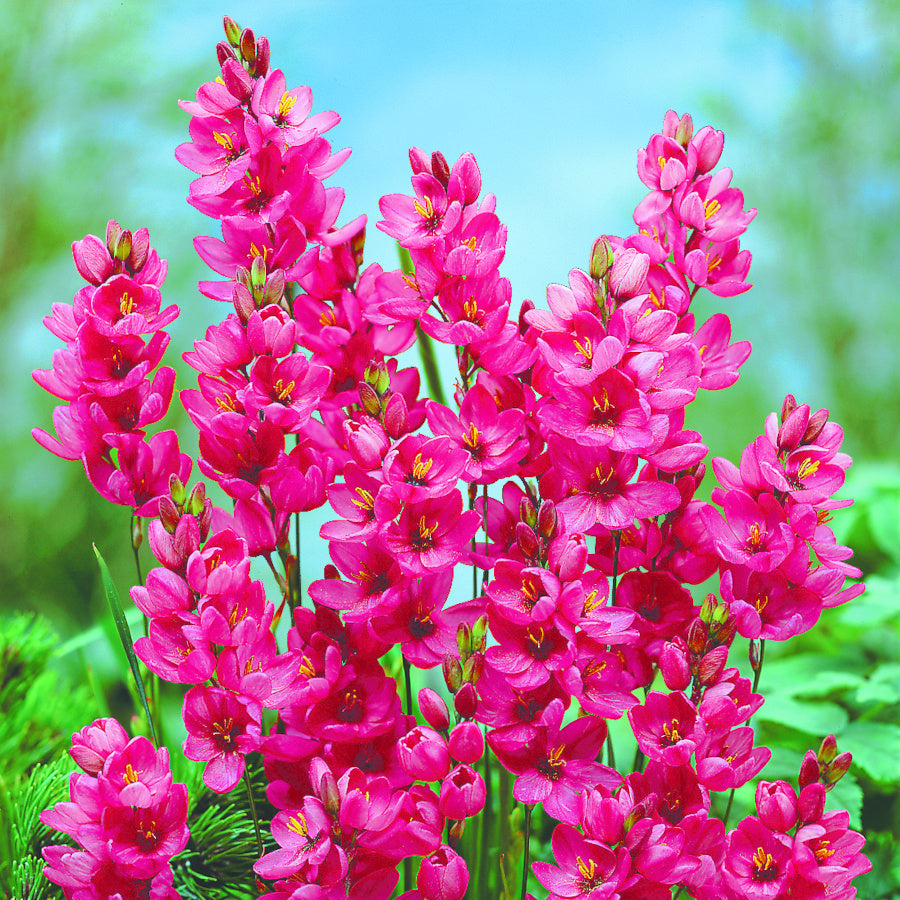 Ixia Mabel, Lis des Blés