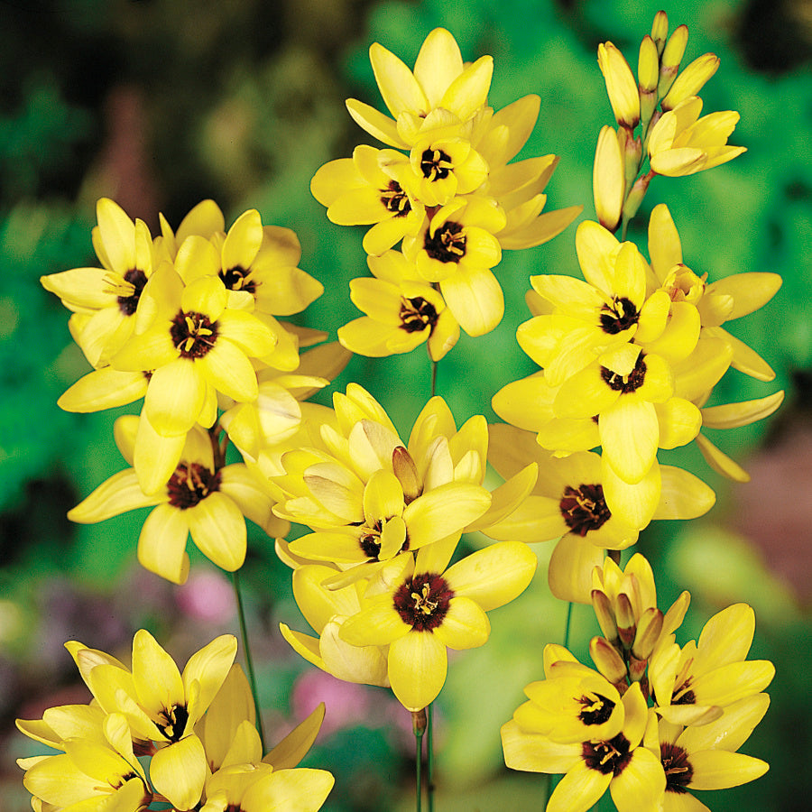 Ixia Yellow Emperor, Lis des Blés