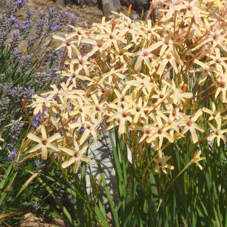 Ixia paniculata Eos, Lis des Blés