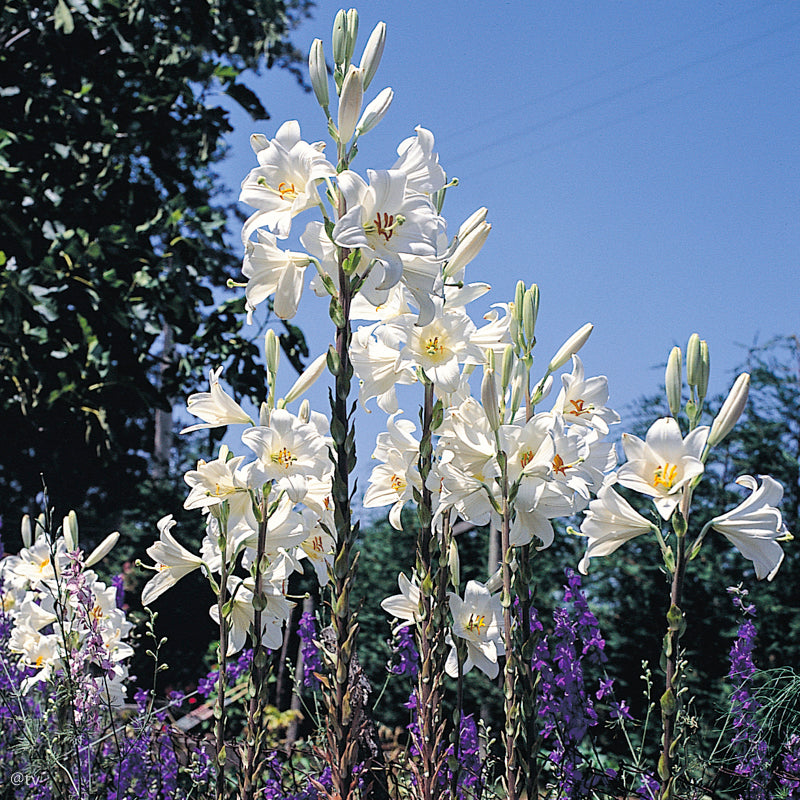 Lilium candidum, Lis de la Madonne
