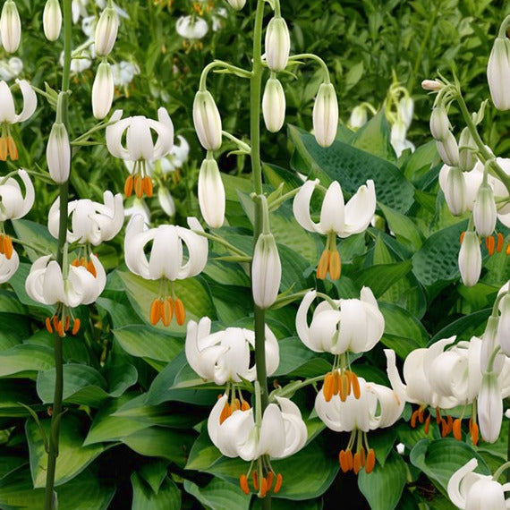 Lilium - Lys martagon Snowy Morning