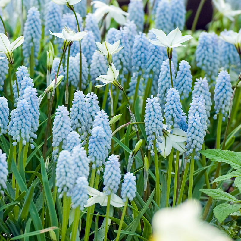 Muscari Babys Breath, Muscaris Bleu clair