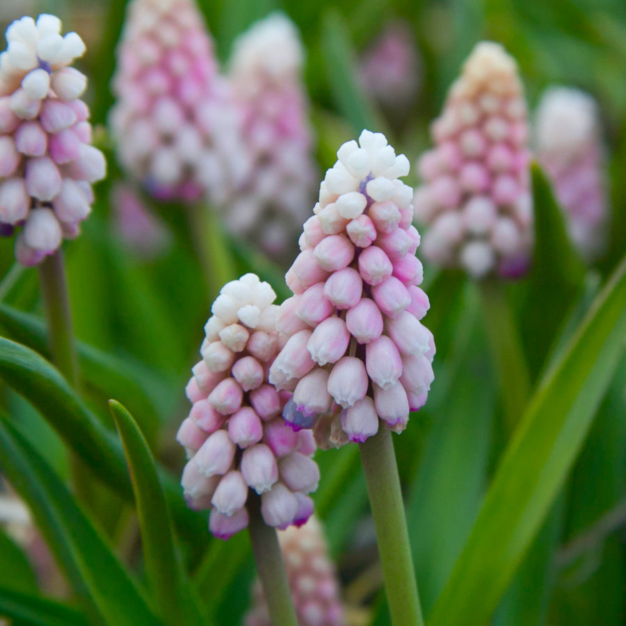 Muscari Pink Sunrise, Muscaris Rose