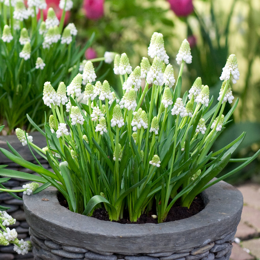 Muscari armeniacum White Pearl, Muscaris Blanc