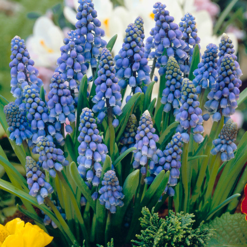 Muscari armeniacum Big Smile, Muscaris bleu