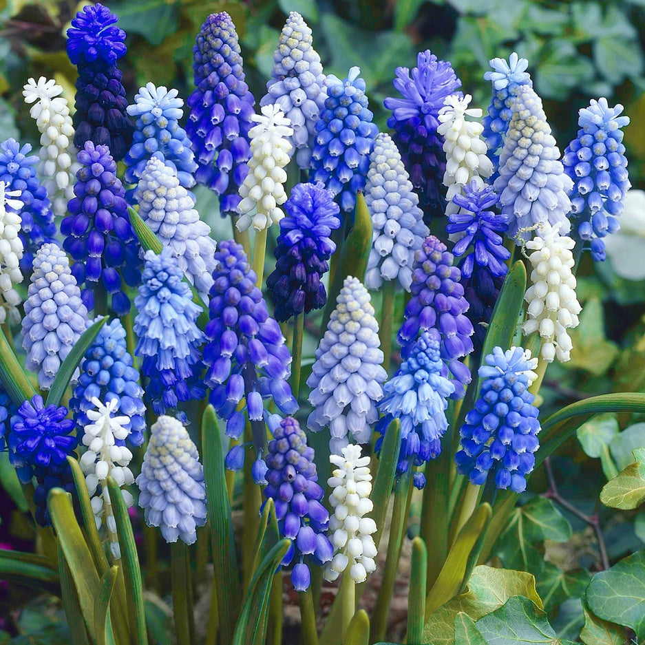 Muscari Mixed, Muscaris mélange