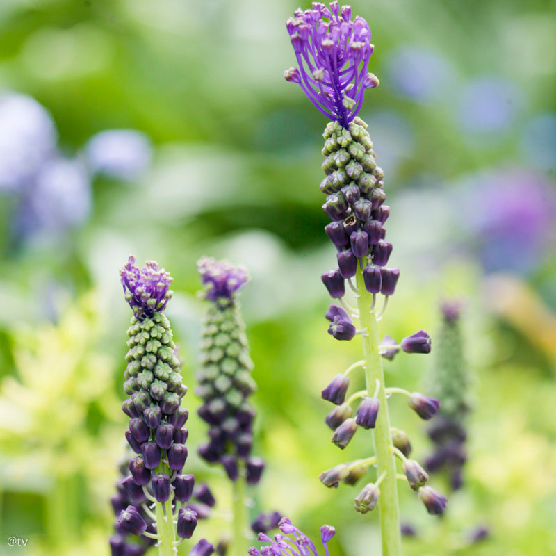 Muscari comosum, Muscaris à Toupet