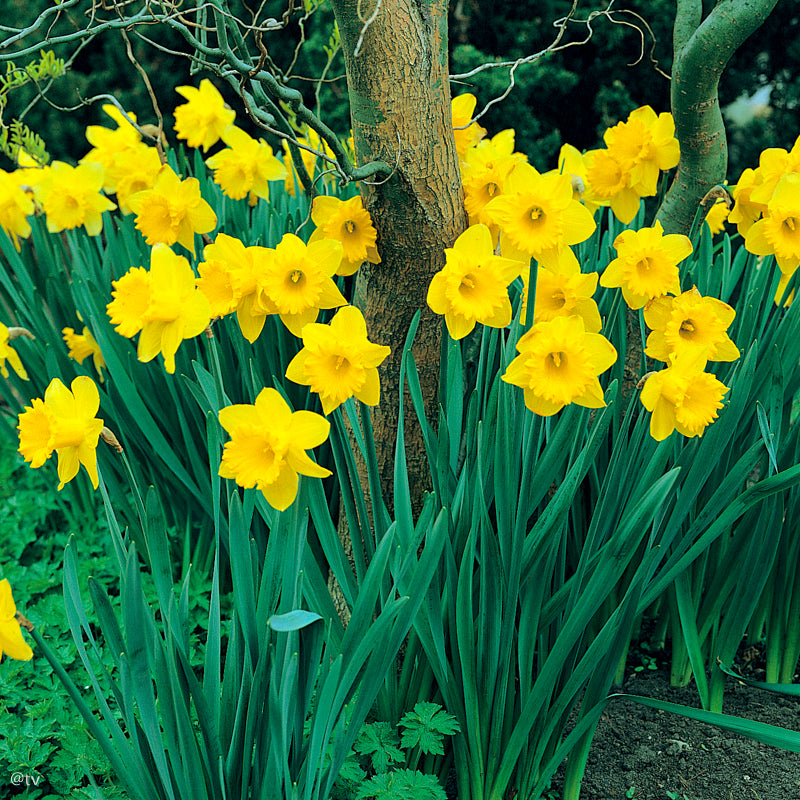 Narcissus Dutch Master, Narcisse jonquille Trompette