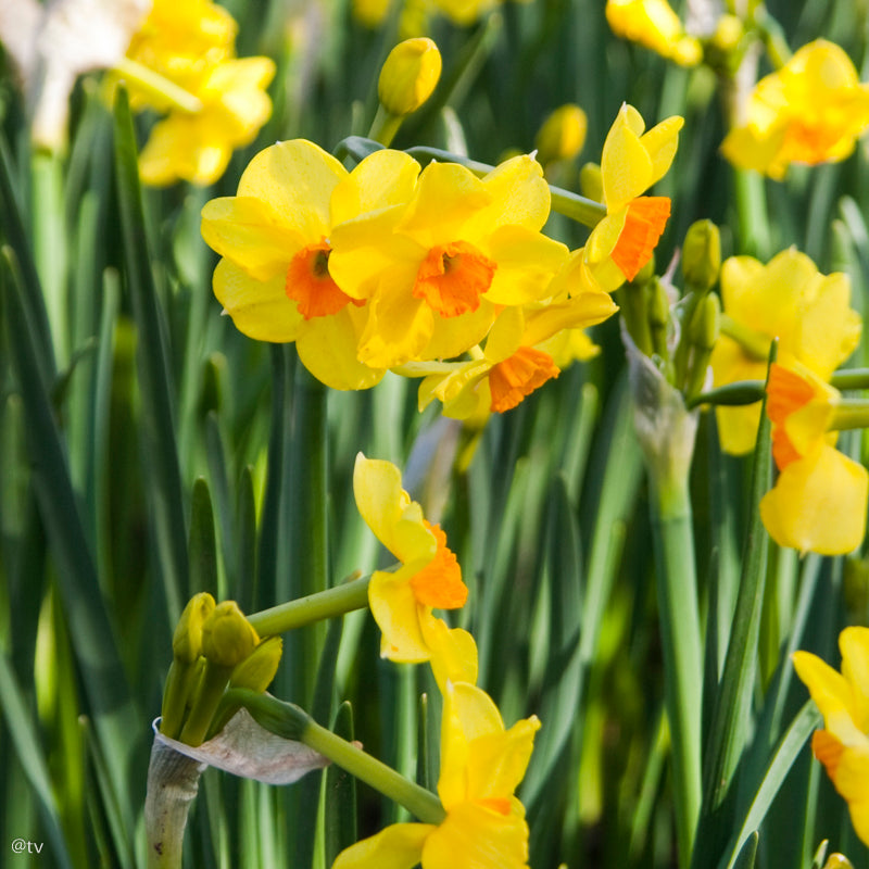 Narcissus Golden Dawn, Narcisse jonquille tazetta
