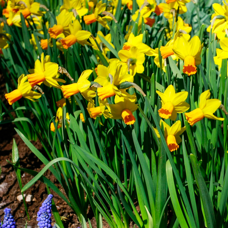 Narcissus Jetfire, Narcisse jonquille cyclamineus