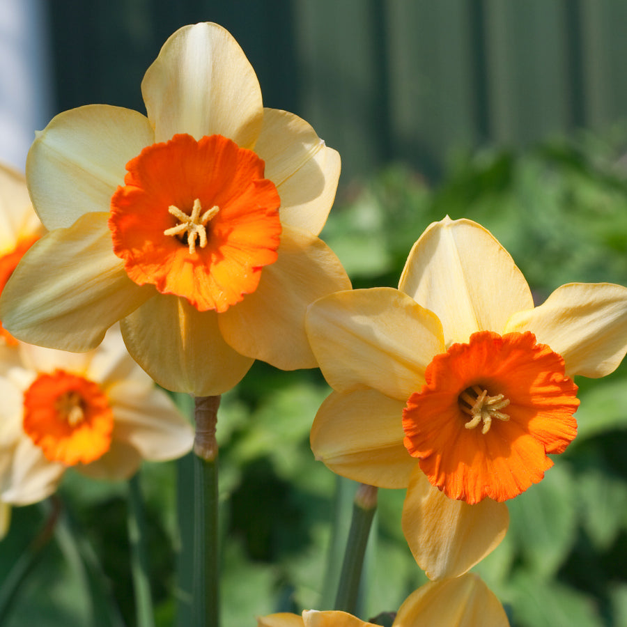 Narcissus Kedron, Narcisse jonquille
