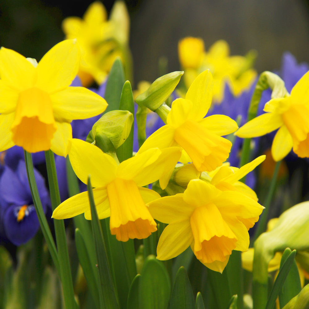 Narcissus Tete-a-Tete, Narcisse jonquille