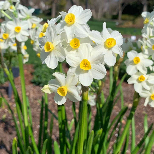 Narcissus Winter Sun, Narcisse jonquille tazetta