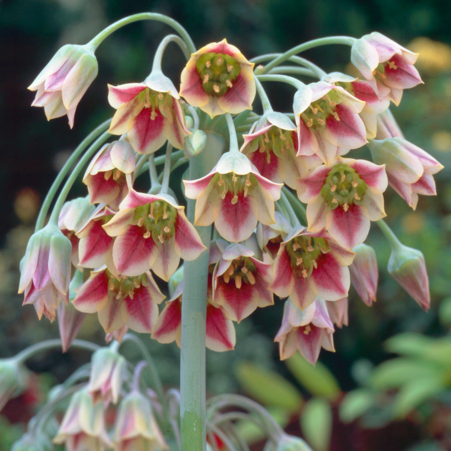 Nectaroscordum siculum ssp. bulgaricum, Ail de Bulgarie