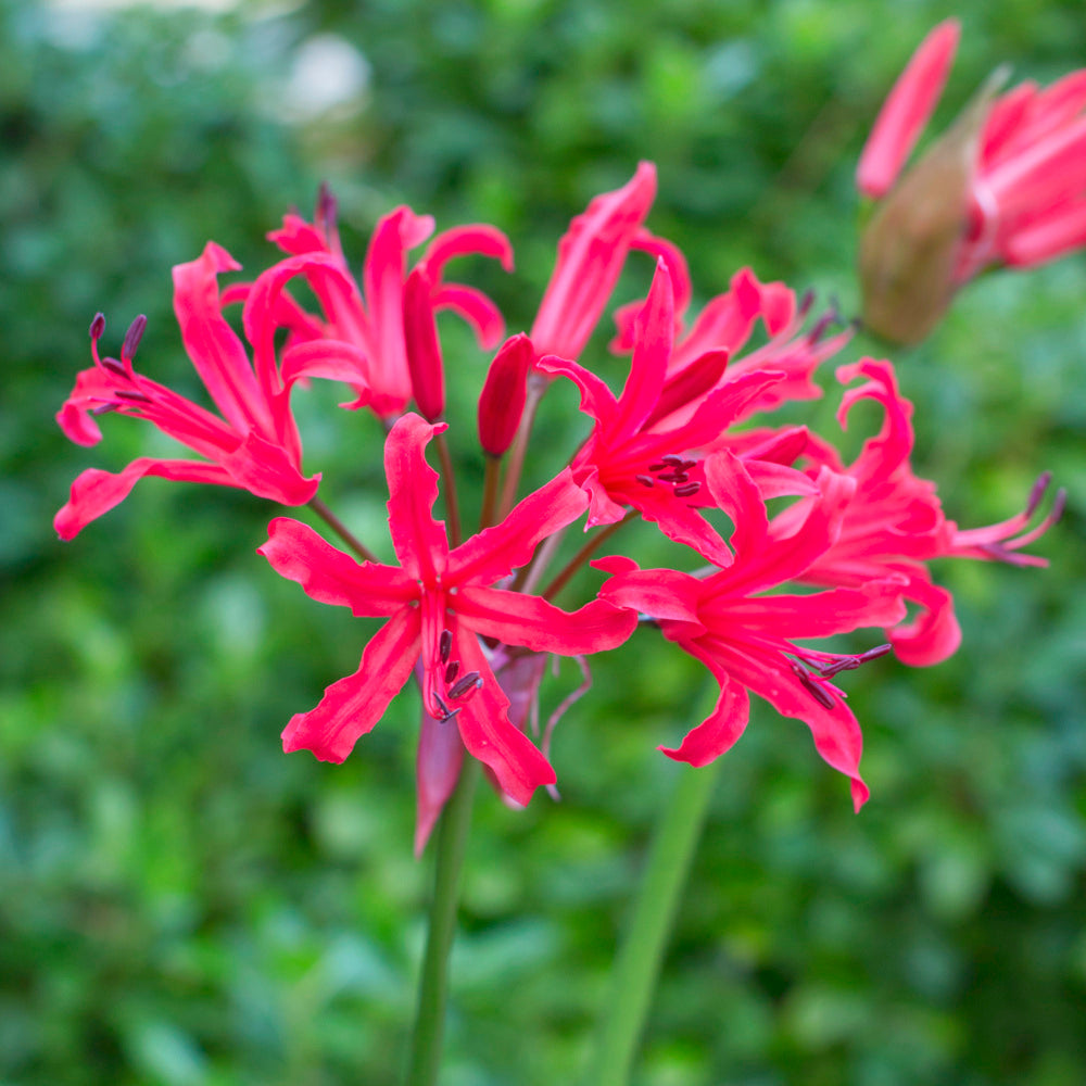 Nerine elegans Pearl of Cherry