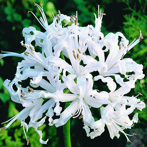 Nerine bowdenii Alba