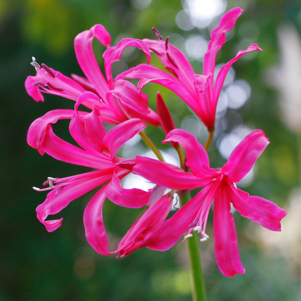 Nerine bowdenii Isabel