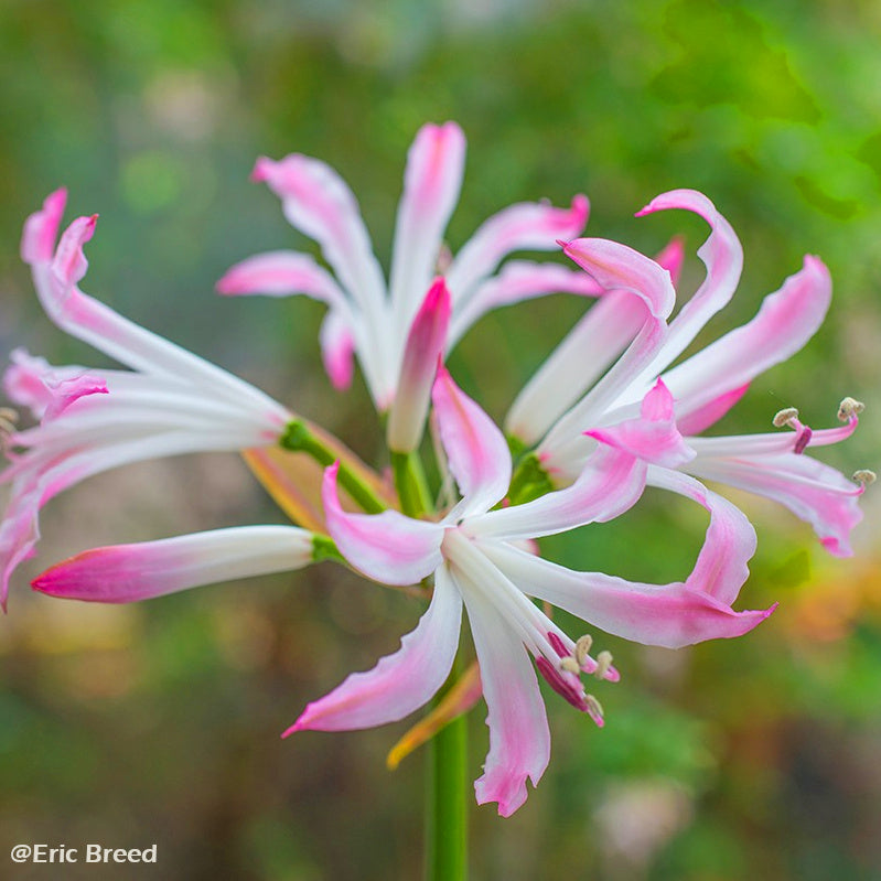 Nerine bowdenii Lipstick