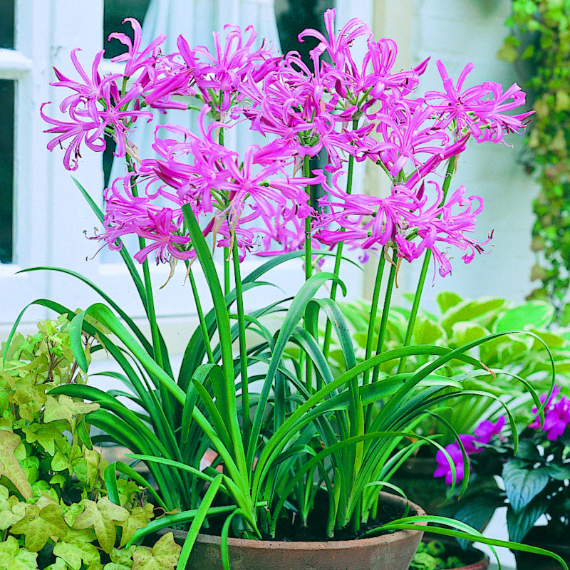 Nerine bowdenii Rose