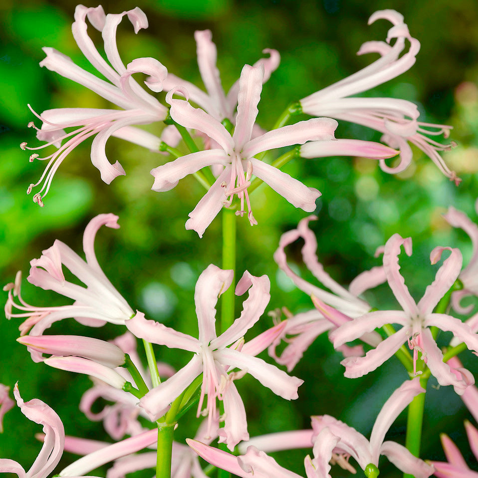 Nerine bowdenii Vesta