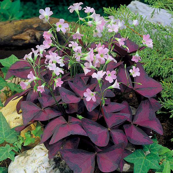 Oxalis triangularis