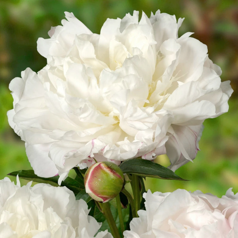 Pivoine Duchesse de Nemours, Pivoine Blanche