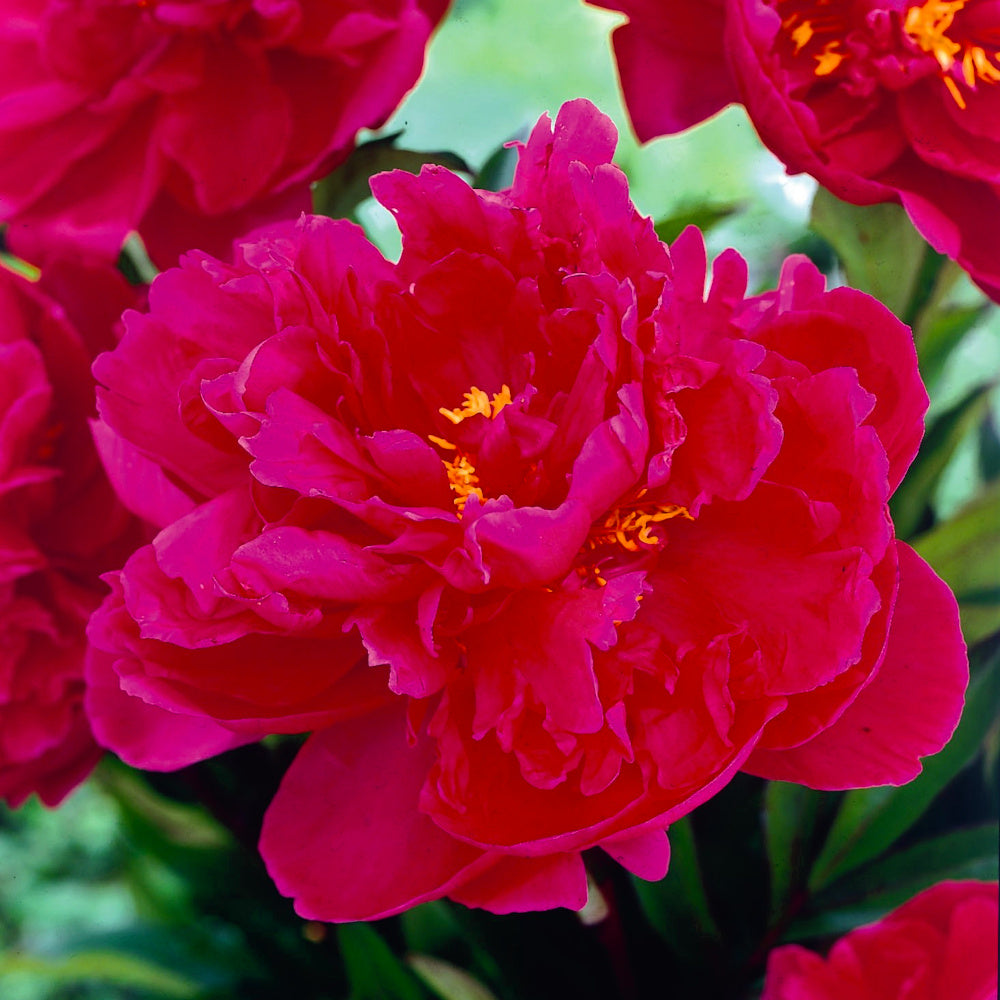 Pivoine Karl Rosenfield, Pivoine Rouge