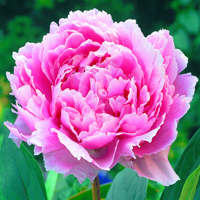 Pivoine Sarah Bernhardt, Pivoine Rose