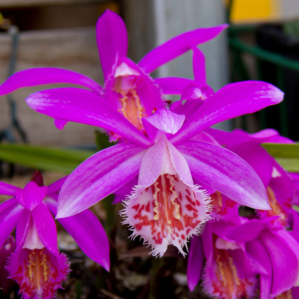 Pleione Tongariro