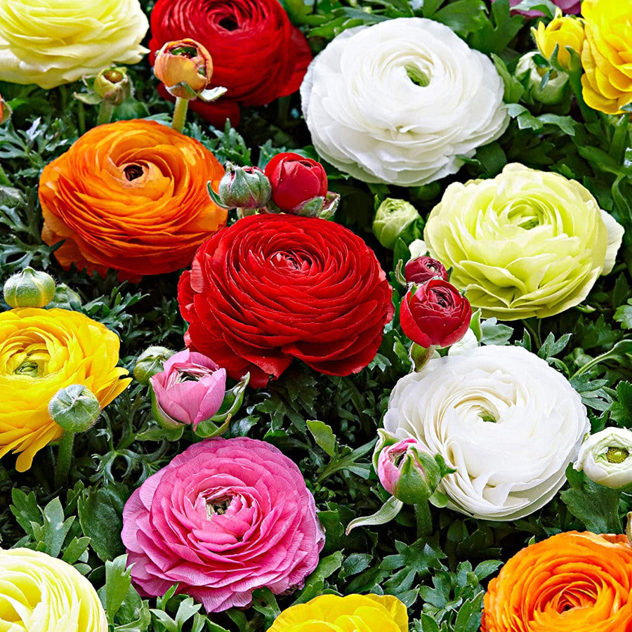 Ranunculus asiaticus Aviv Mélange, Renoncule de Jardin