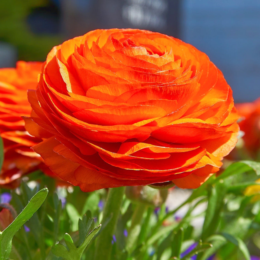 Ranunculus asiaticus Aviv Orange, Renoncule de Jardin