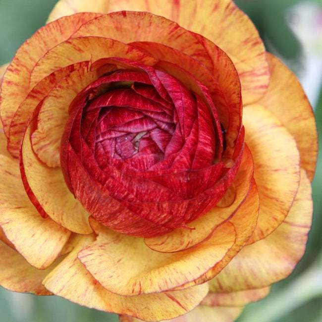Ranunculus asiaticus Aviv Picotee Café, Renoncule de Jardin