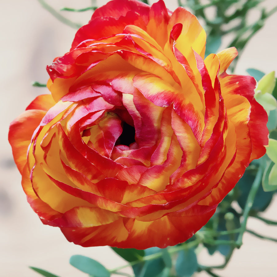 Ranunculus asiaticus Aviv Picotee Orange, Renoncule de Jardin