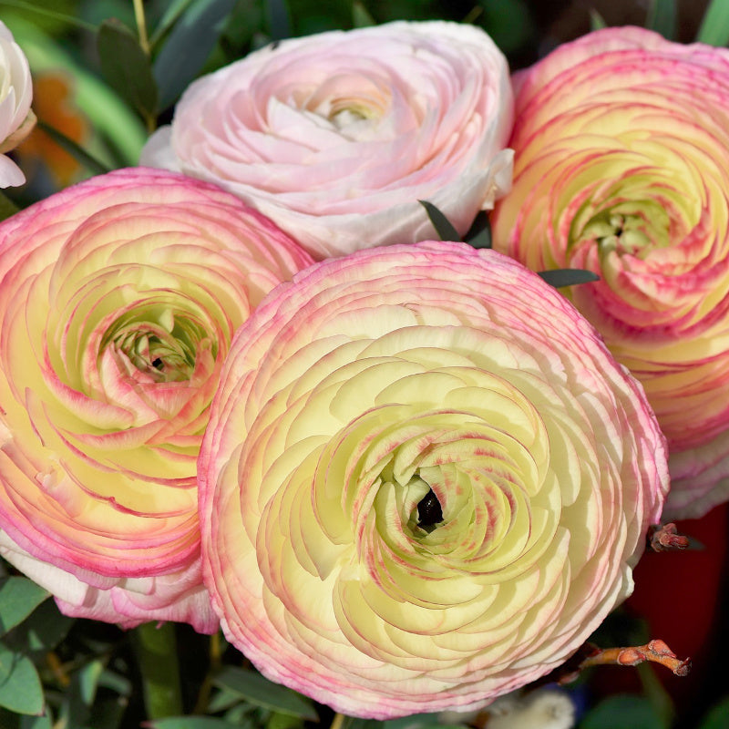 Ranunculus asiaticus Aviv Picotee Pink, Renoncule de Jardin